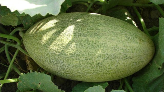 میوه های تازه افغانستان Bbc News فارسی