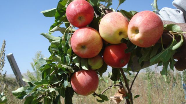 میوه های تازه افغانستان Bbc News فارسی
