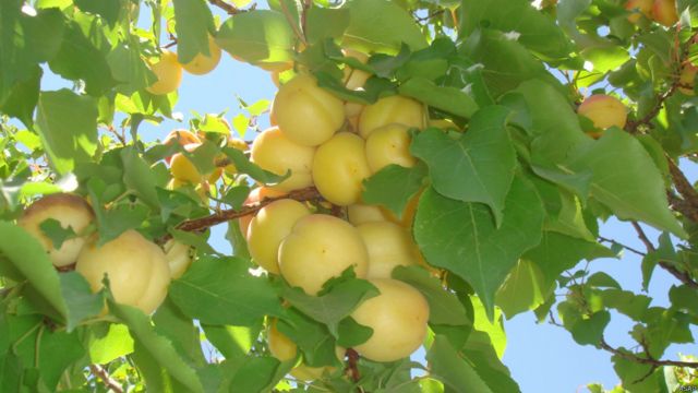 میوه های تازه افغانستان Bbc News فارسی