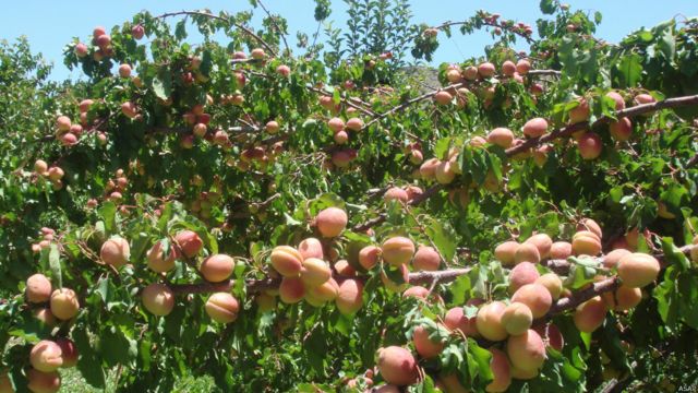 میوه های تازه افغانستان Bbc News فارسی