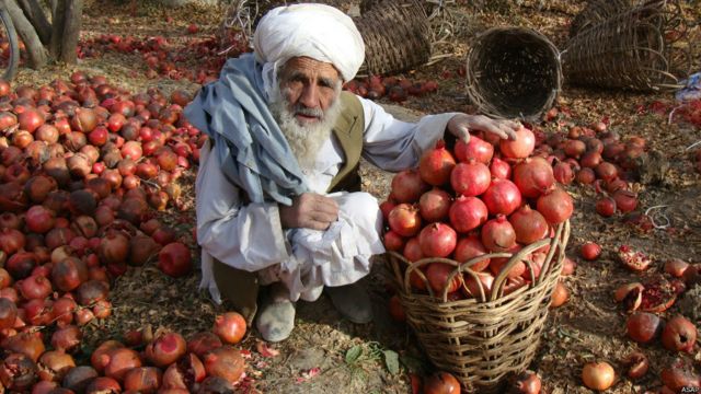 میوه های تازه افغانستان Bbc News فارسی