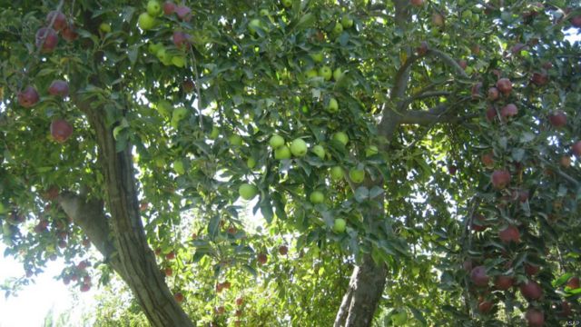 میوه های تازه افغانستان Bbc News فارسی