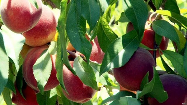 میوه های تازه افغانستان Bbc News فارسی
