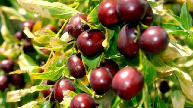 میوه های تازه افغانستان Bbc News فارسی