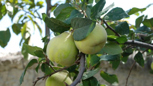 میوه های تازه افغانستان Bbc News فارسی