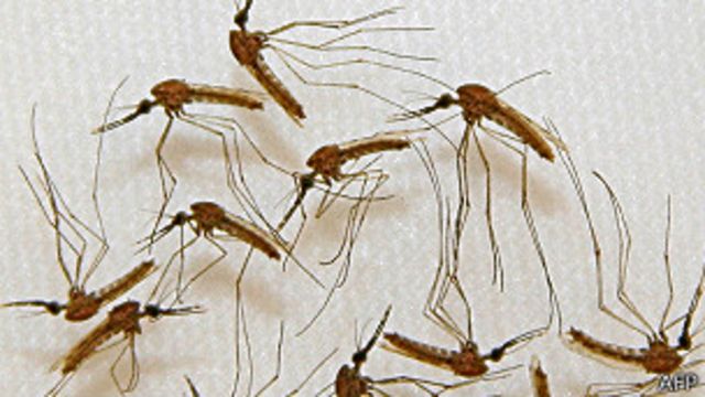 малярия, москиты