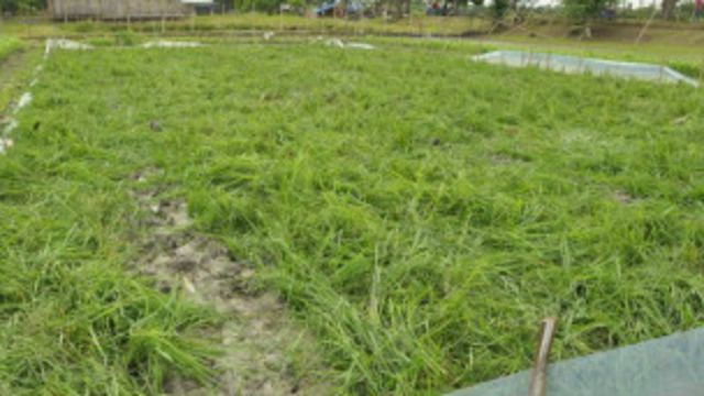 Padi Transgenik Dirusak Petani Filipina Bbc News Indonesia