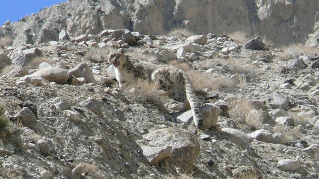 شکارگاه شاهان مناطق حفاظت شده افغانستان Bbc News فارسی