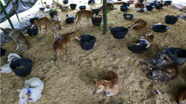 ရန်ကုန်မြို့ပြင်က ယာယီ ခွေးကယ်ဆယ်ရေး စခန်းမှာ ထားရှိတဲ့ ခွေးအကောင်၊ ၁၅၀ ကျော် လောက် ရှိပါတယ်။