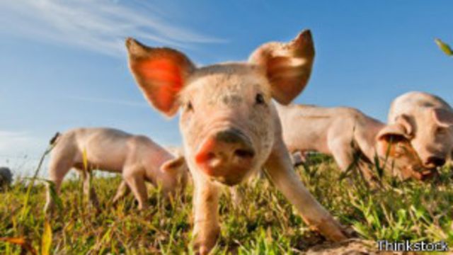 英国农场主明年将向中国养猪户出口猪精液，以便挤进猪肉消费大国中国。