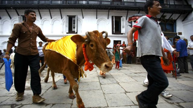 nepal cow festival