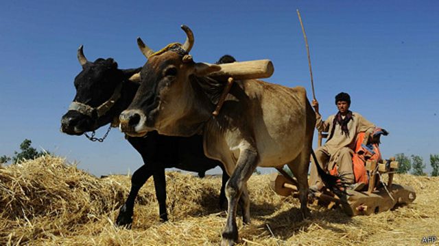 زراعت موتور محرکه اقتصاد و عامل تامین مایحتاج افغانستان Bbc News فارسی