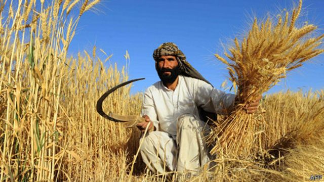 زراعت موتور محرکه اقتصاد و عامل تامین مایحتاج افغانستان Bbc News فارسی
