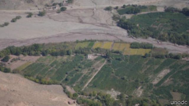 کاهش کشت و افزایش تولید حشیش در افغانستان Bbc News فارسی