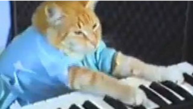 kucing