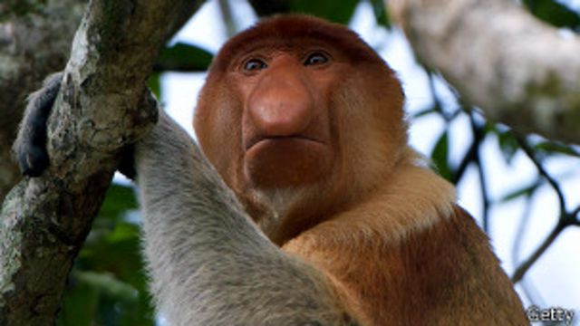 Imagenes De Monos Feos : Los 15 hombres más feos del mundo: Revisa los ...