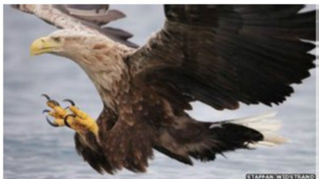 Доклад: Eagles