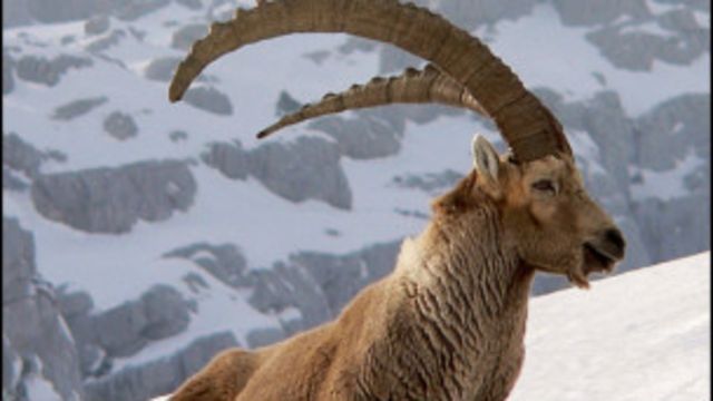 د کونړ ځنګلي ژوي د ورکېدو په حال کې Bbc News پښتو