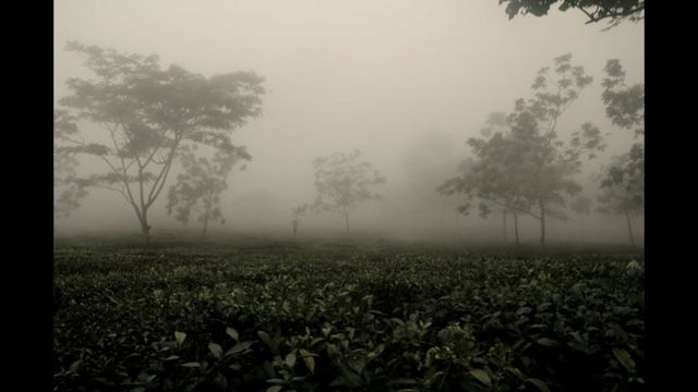 Plantación de té en India. Foto de Arindam Mukherjee