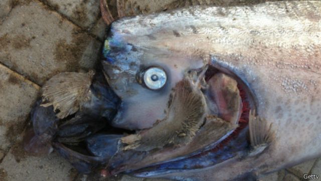 46 Koleksi Ikan Raksasa Air Laut Gratis Terbaik