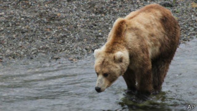 Бурый медведь