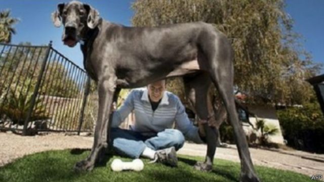 Умер Гигантский Джордж - самая высокая собака в мире - BBC News Русская  служба