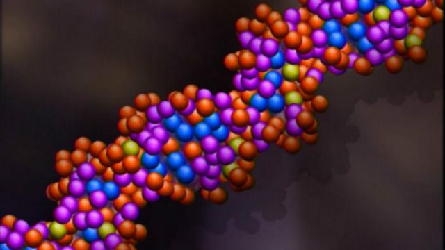 ДНК человека