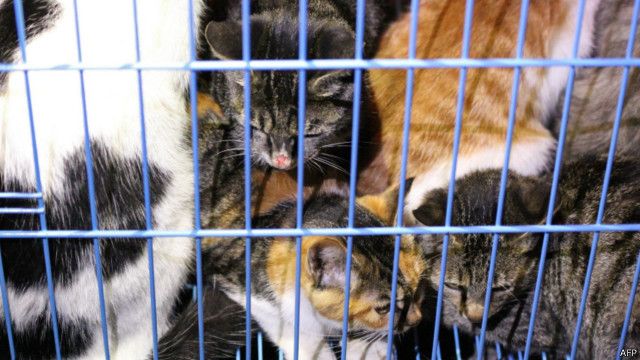 无锡官员将一千多只小猫放生到林子里 Bbc News 中文