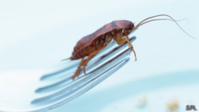 таракан ползет по вилке