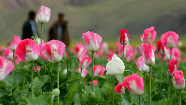 مواد مخدر در افغانستان مبارزه ای رو به فراموشی Bbc News فارسی