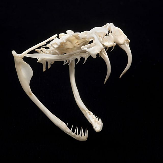 Cráneo serpiente de cascabel. © AMNH / C. Chesek