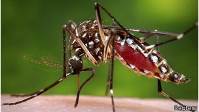 Por Que Hay Dengue En Ee Uu Bbc News Mundo