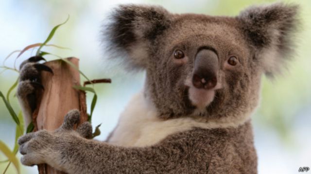 Koala dekap pohon untuk pendinginan BBC News Indonesia