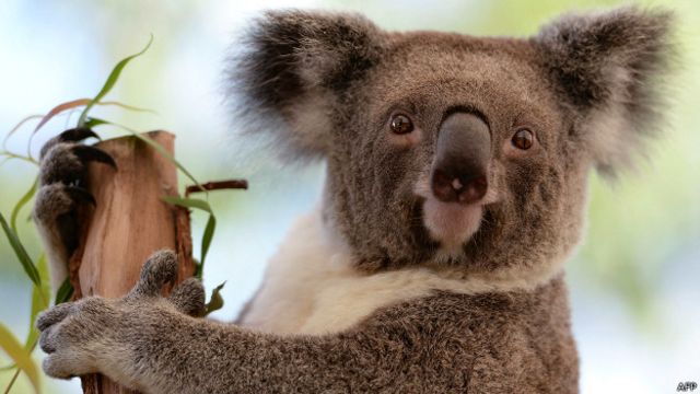 Ученые поняли, зачем коалы обнимают деревья - BBC News Русская служба