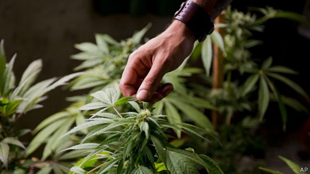 уругвай легализовал марихуану