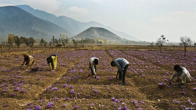 Ladang saffron