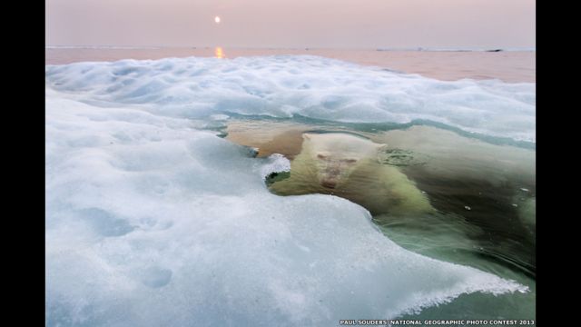 El oso del hielo, por Paul Souders