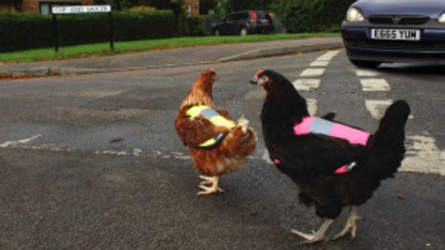 Abrigos para pollos y gallinas: el último grito de la moda invernal - BBC  News Mundo