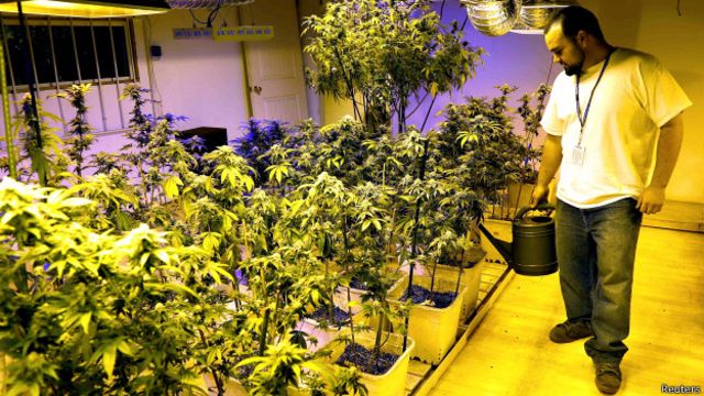 Колорадо легализовали марихуану как выращивать в домашних условиях конопли