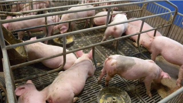 Как сделать клетку для свиньи в домашних условиях: пошаговая инструкция для свиноводов