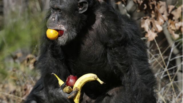 Jogo de macaco com banana