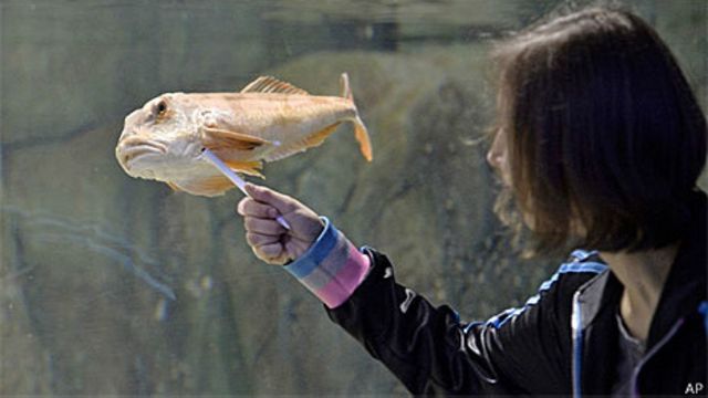 Peixe-bolha é eleito símbolo para preservação de 'animais feios