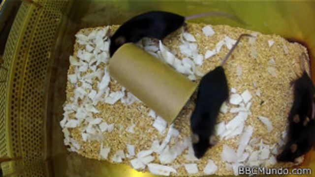 Ratones