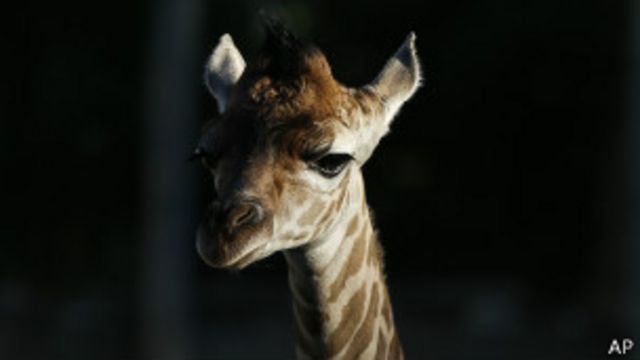 Жирафы в дикой природе живут 25 лет, а в неволе - до 35-ти