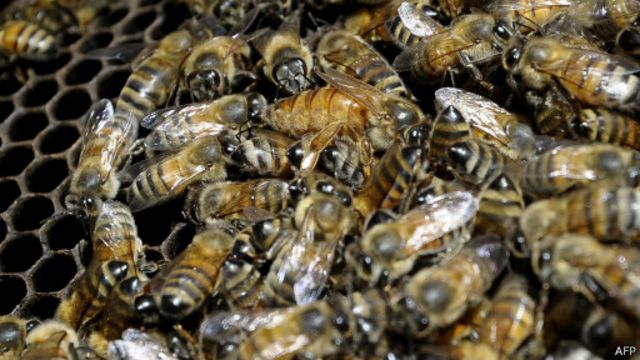 Abejas