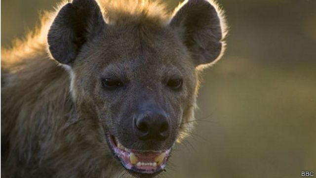 La ciudad que vive asediada por las hienas - BBC News Mundo