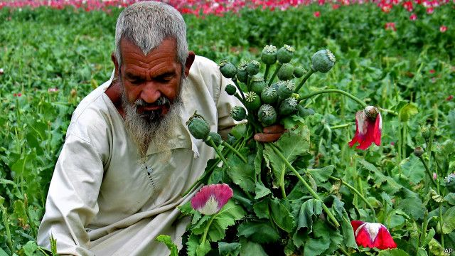 ۳۰ درصد خشونت های افغانستان جنگ تریاک است Bbc News فارسی