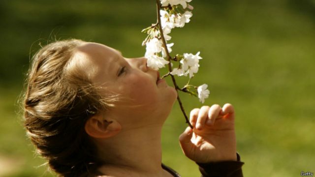 O cheiro doce de uma flor é resultado de uma combinação de diversos odores