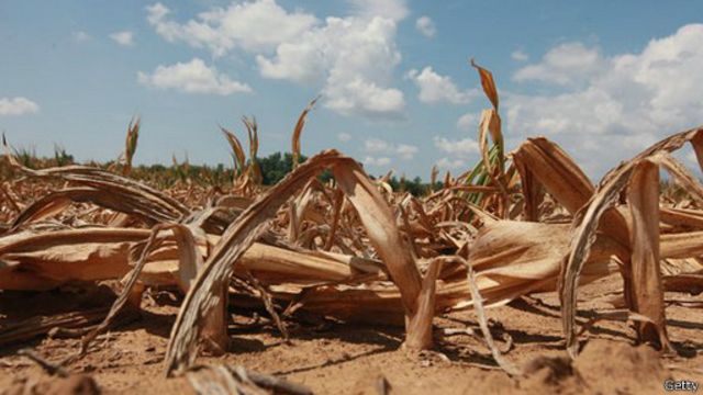 Уничтоженный урожай