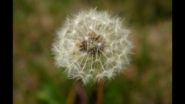 El mundo delicado en fotos - BBC News Mundo